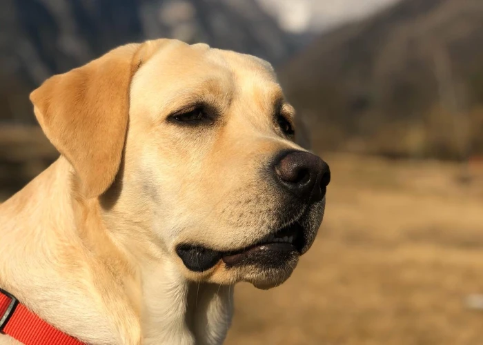 Il Labrador Retriever